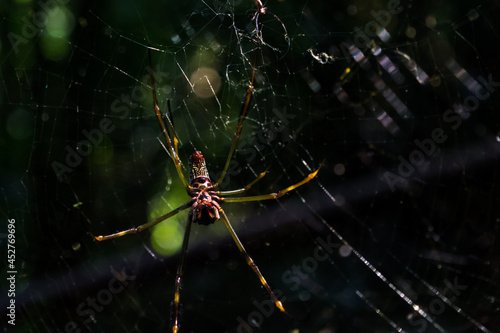 Aranha repousando em sua teia - Paisagem natural