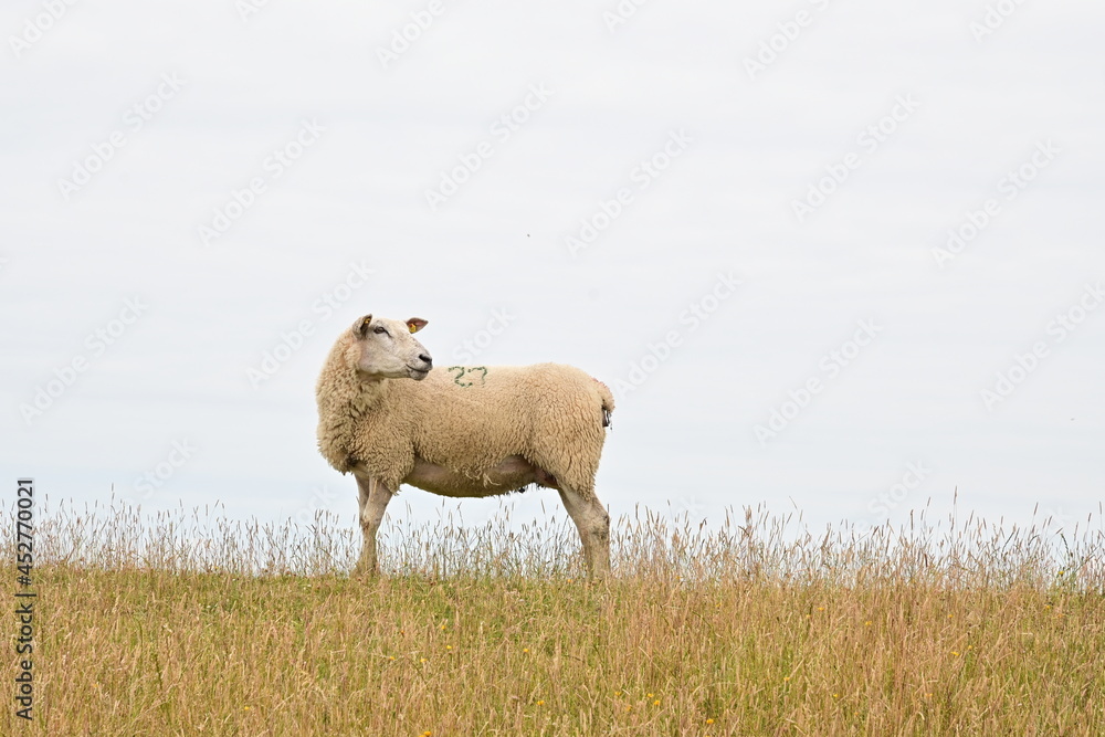 Schaf steht auf grünem Damm am Nordstrand in Nordfriesland Schaf steht auf grünem Damm am Nordstrand in Nordfriesland
