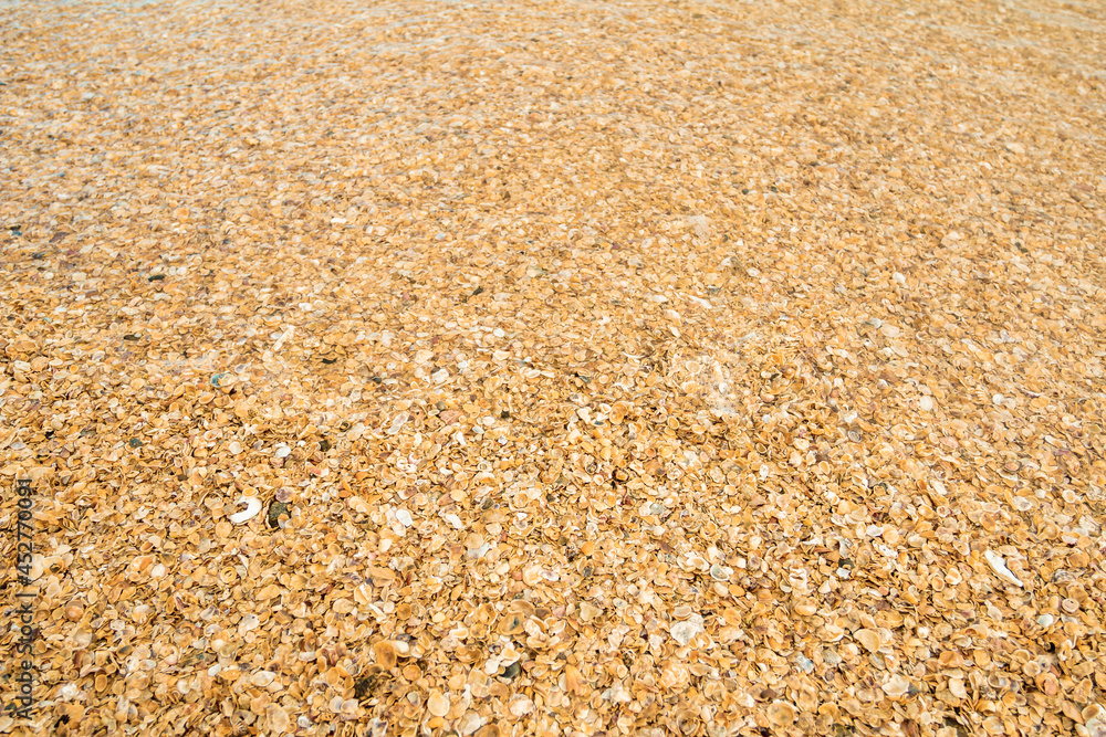 Conchas amarelas na praia - Paisagem natural Conchas amarelas na praia - Paisagem natural