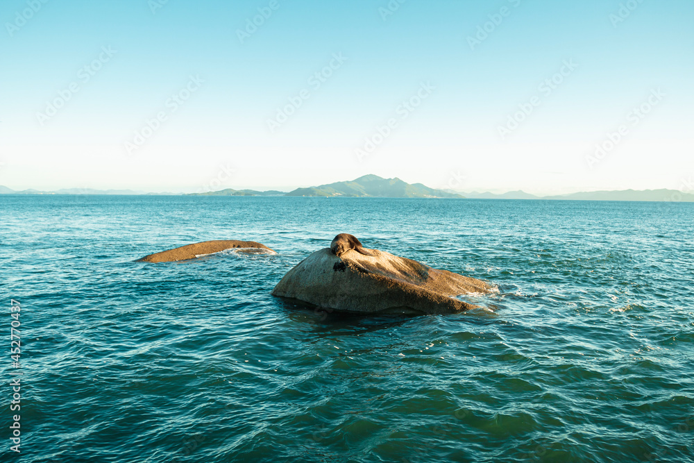 Leão marinho deitado na rocha com vista para o mar e montanhas - Paisagem natural