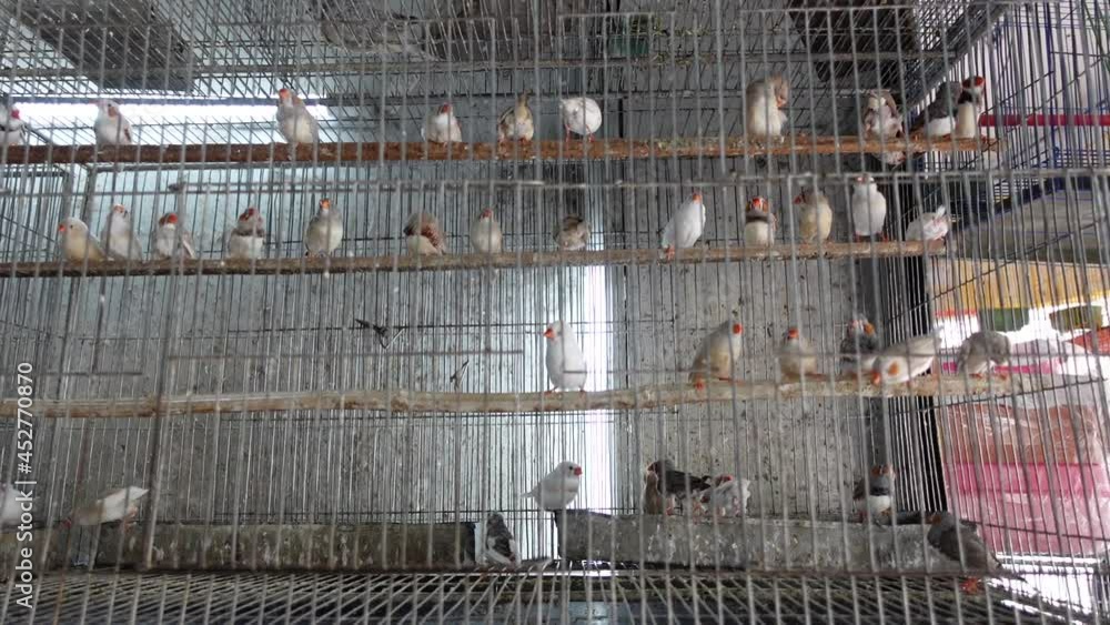 Zebra finch and white finch (CFW) birds of different colors are eating ...
