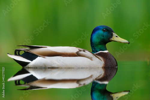 Фотография Mallard or wild duck (Anas platyrhynchos) male swimming in a pond in the Netherl