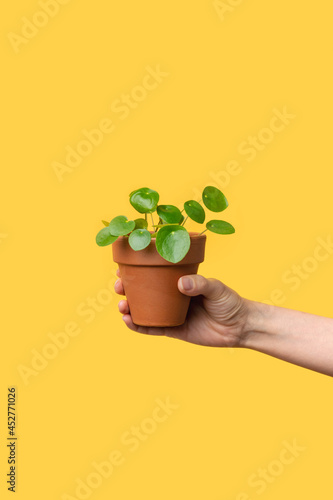 Female hand holding plant pot with pilea on bright yellow background