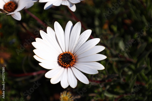 Beautiful white wild flowers blooming in the sun