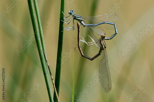 reproduction de demoiselles agrion bleu à larges pattes pennipatte bleuâtre