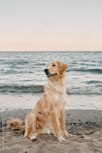 Fototapeta Naklejka Na Ścianę i Meble -  Golden retriever on the coastline. Companion dog sitting on the sandy beach