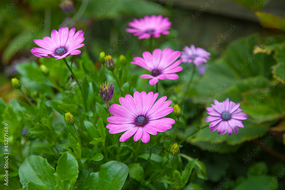 Fototapeta premium Pink Asters