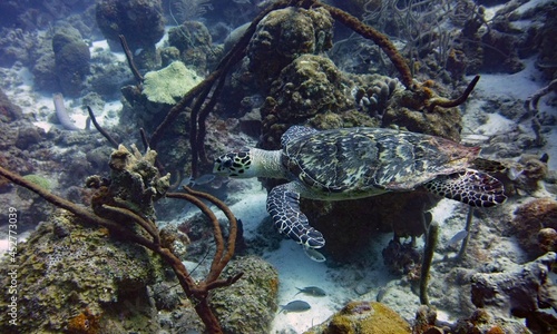 Underwater photo of an Eretmochelys imbricata swimming amongst corals in a reef on the bottom of the ocean, Curacao