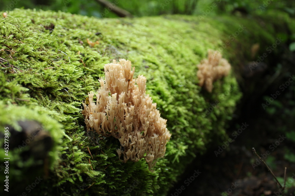 mushrooms on a tree