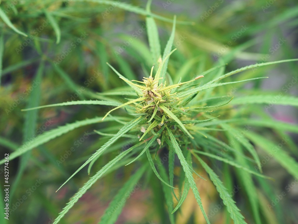 A branch of an adult marijuana plant growing in the garden. A branch of an adult marijuana plant growing in the garden.