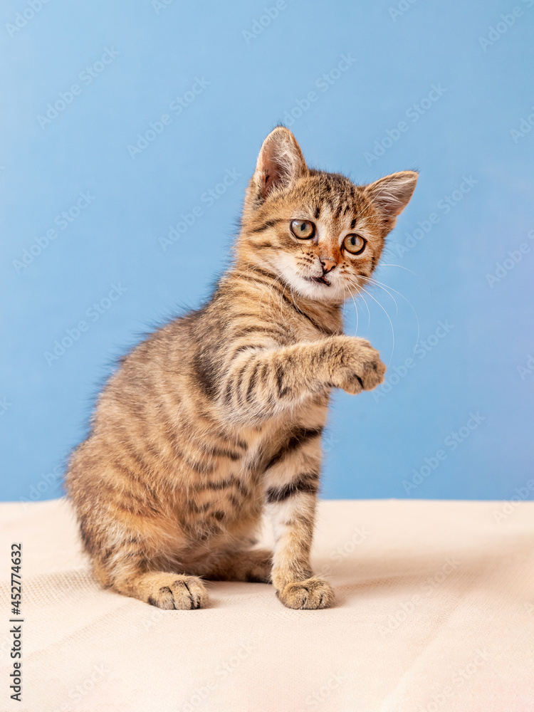 Obraz premium Small cute striped kitten with raised paw on a blue background