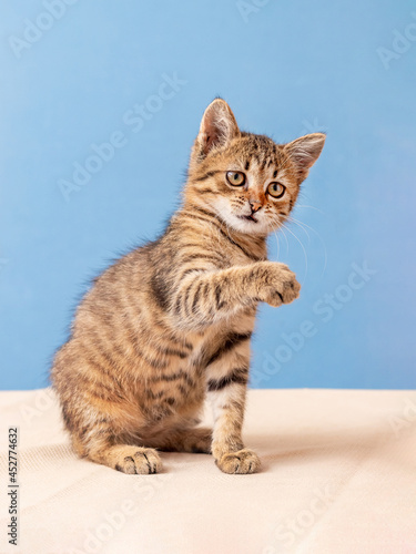 Small cute striped kitten with raised paw on a blue background