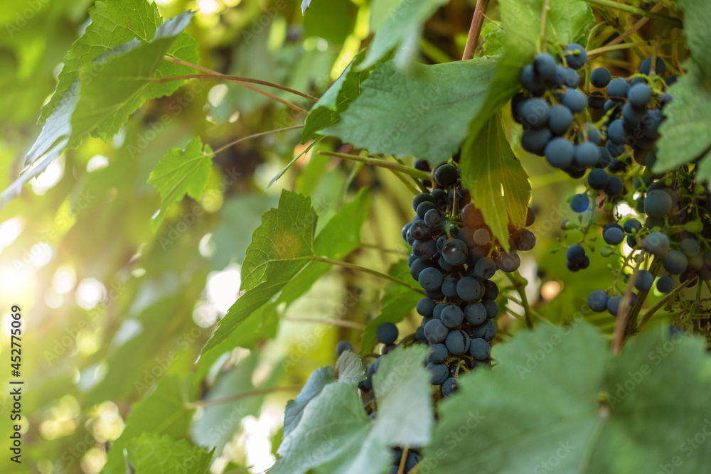 Close-up of bunches of ripe red grapes on a vine. Close-up of bunches of ripe red grapes on a vine.