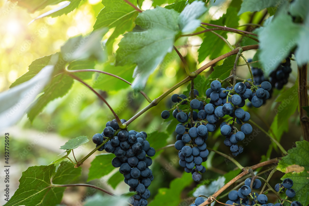Close-up of bunches of ripe red grapes on a vine.