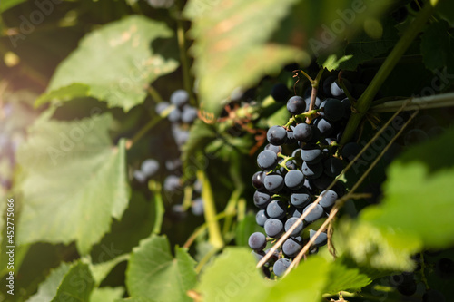 Close-up of bunches of ripe red grapes in sunlight on a vine. photo