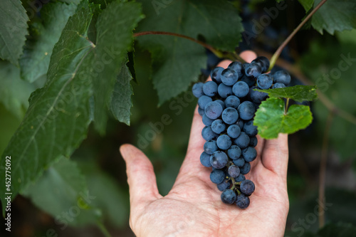 The gardener holds in the palm of his hand fresh ripe grapes in the garden during the harvest season.