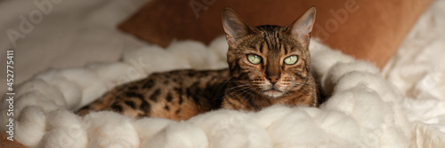 Bengal cat resting in merino wool round pet lounge in creamy and terracotta rust tones