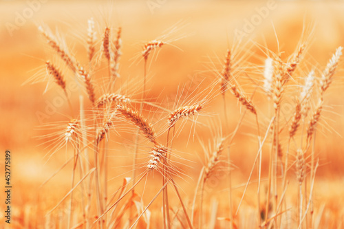 Ripe harvest ready wheat crops field in summer  cereal plant cultivation