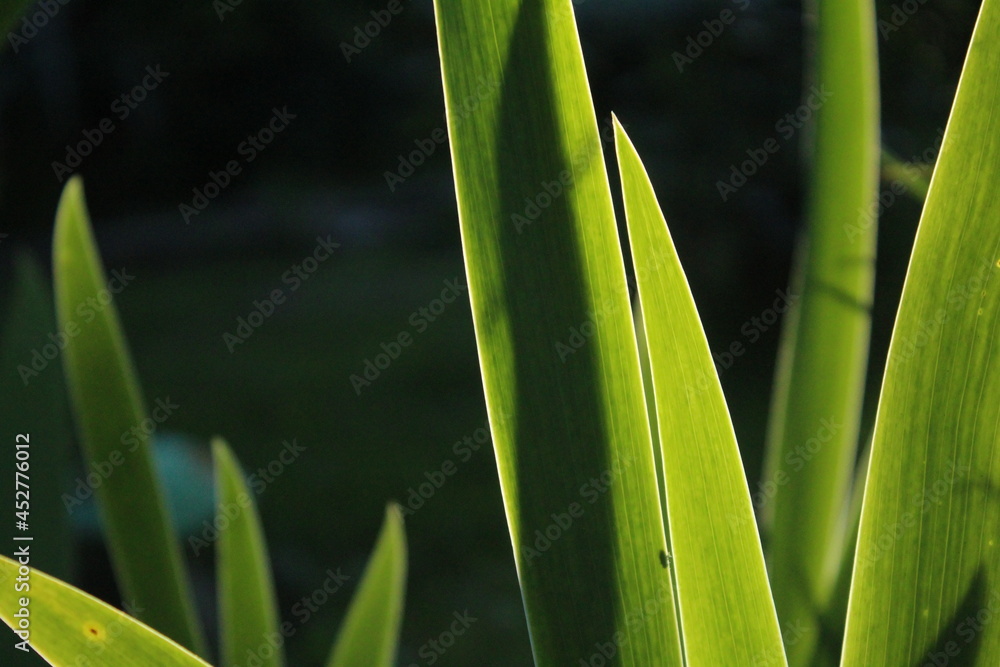 Fototapeta premium close up of green grass
