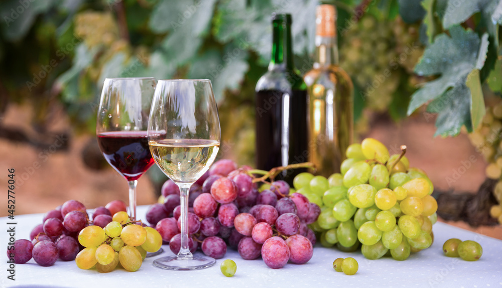 glasses of red and white wine and ripe grapes on table in vineyard