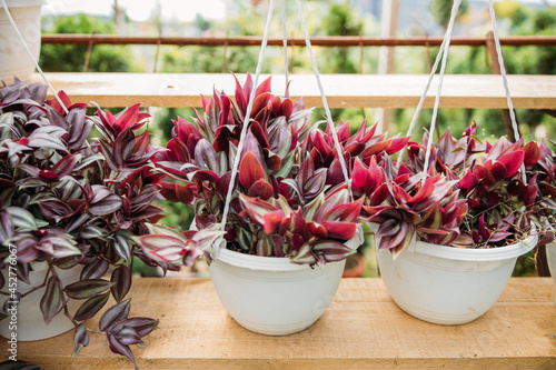 Potted tradescantia zebrina plants in a greenhouse photo