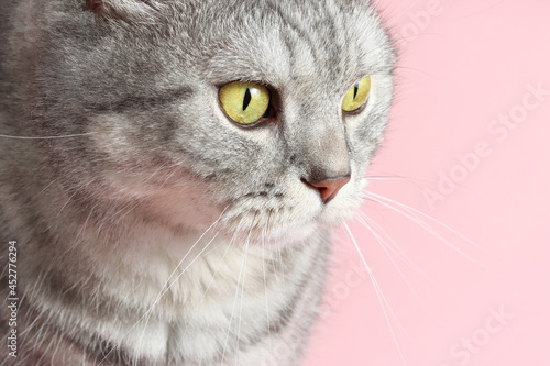 Portrait of adorable cat with beautiful eyes on pink background