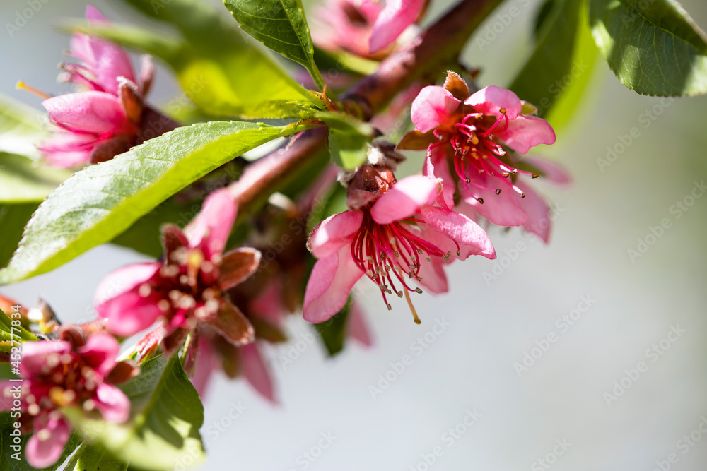 Obraz premium Spring garden. Blooming trees in the garden. Bright colorful spring flowers. Nature.Spring background. Macro