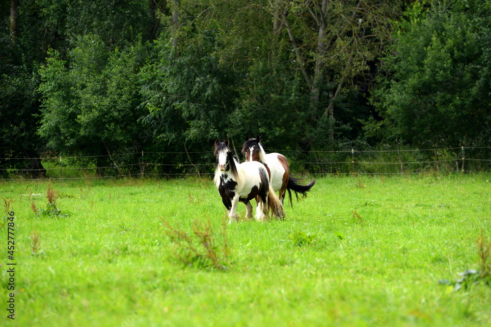 Bunte Pferdeherde auf der Wiese Bunte Pferdeherde auf der Wiese