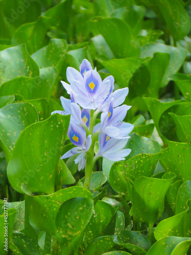 A Beautiful White and purple color Water Hyacinth bloomed at pond in village of Bangladesh    photo