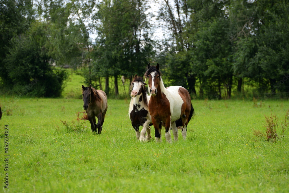 Bunte Pferdeherde auf der Wiese Bunte Pferdeherde auf der Wiese