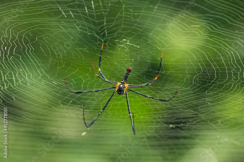 Black and yellow color widow spider waving nets on tree in the forest of Bandarban in Bangladesh