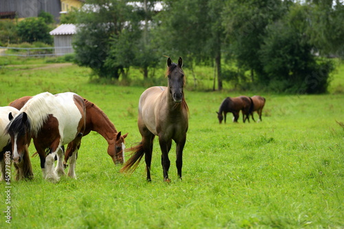 Bunte Pferdeherde auf der Wiese © Grubärin