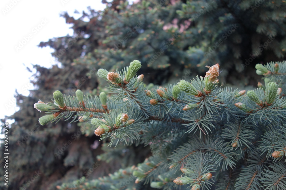 Pine cones in Moscow