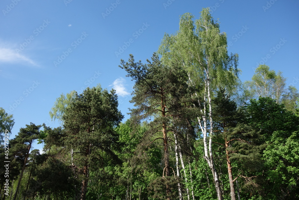Russian spring forest