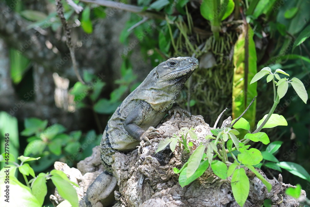 Obraz premium iguana on a branch