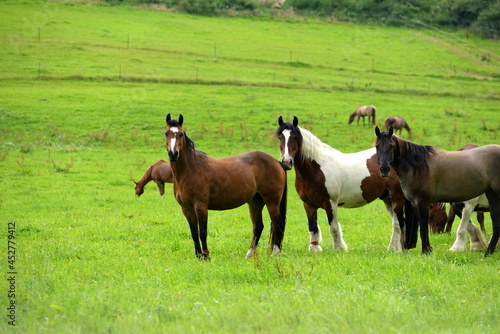 Bunte Pferdeherde auf der Wiese