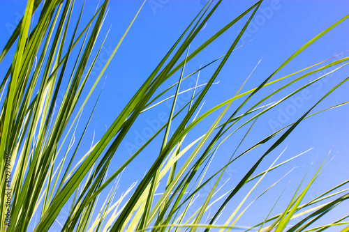 Juicy fresh green tall grass against a clear blue sky on a sunny summer  spring windy day. Backgrounds and texture of the grass. Field  meadow  lawn  plants growing  natural background. Eco landscape.