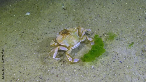 Swimming crab (Macropipus holsatus) eating, Black Sea