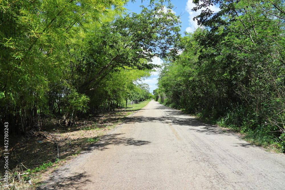 road in the forest road in the forest