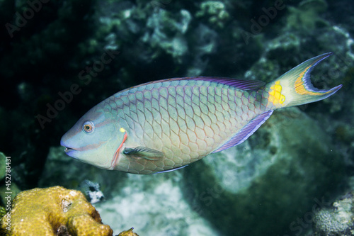 Stoplight Parrot fish