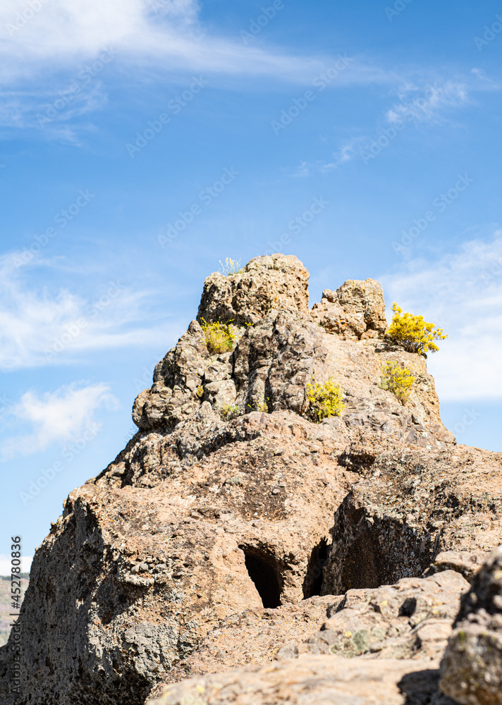 Blumen auf Felsen in der kanarischen Berglandschaft des Roque Nublo im Herzen von Gran Canaria