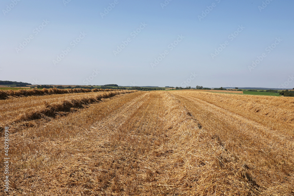 Straw swaths in a newly mowed field