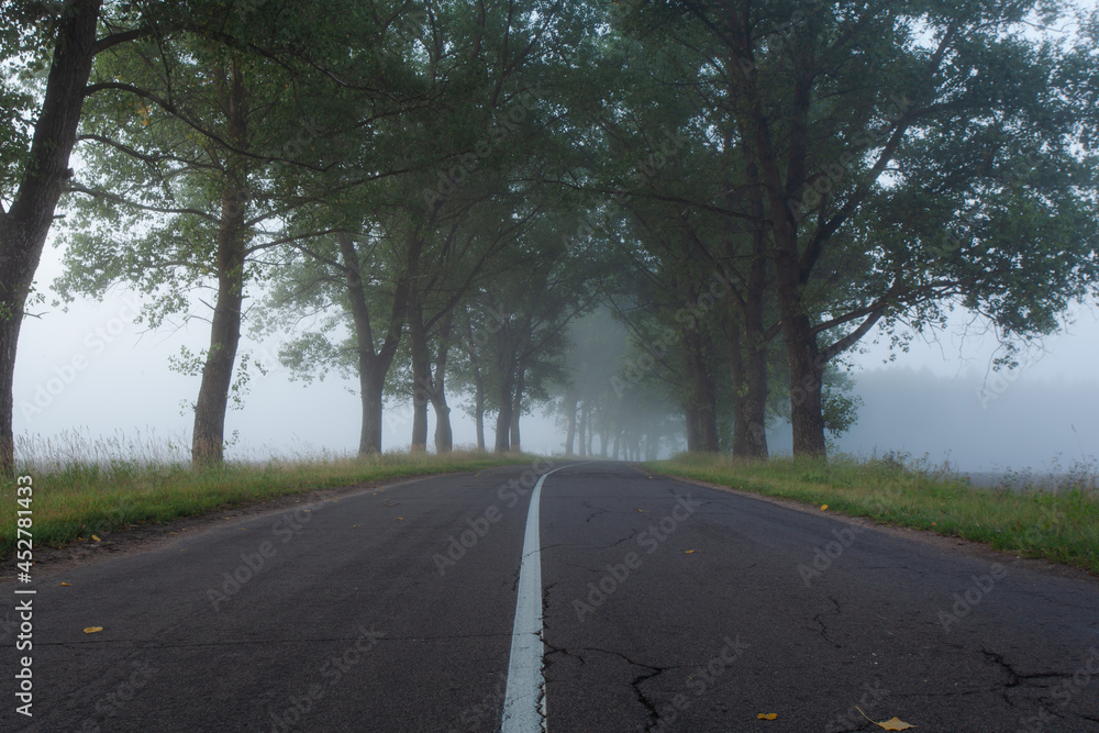 Fototapeta premium A lonely foggy road cutting through a thick and quiet wood.