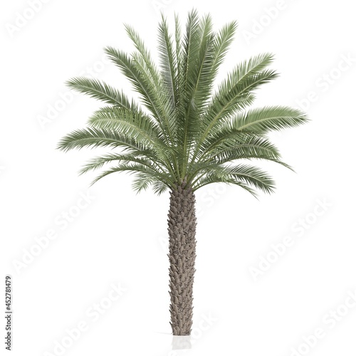 3d render of a palm tree on a white background © Andrus Ciprian