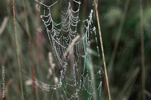 Spider web with dewdrops in the early morning on the grass