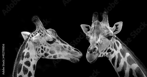 Photography portrait of giraffes on black background