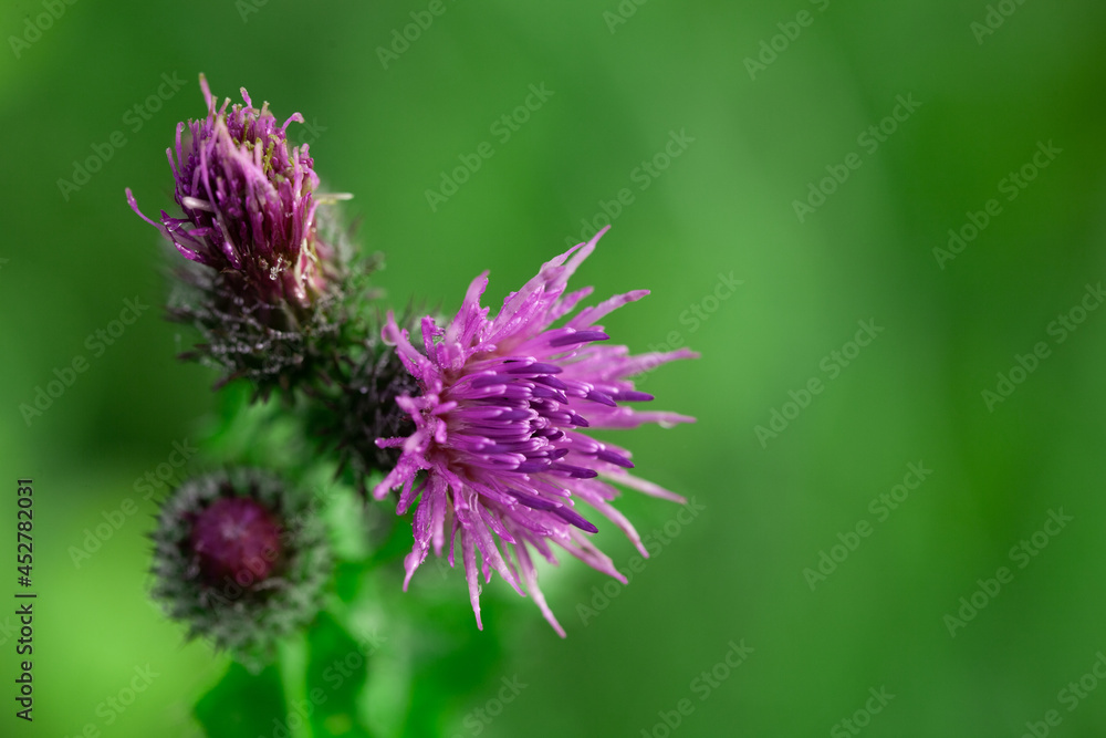 Bees Pollinating Thistle flowers in Summertime macro Bees Pollinating Thistle flowers in Summertime macro