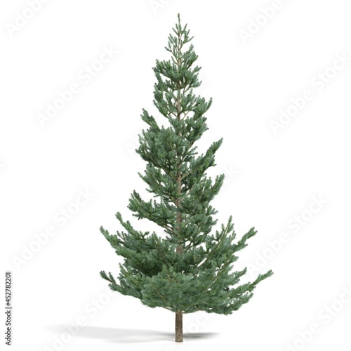 3d rendering - coniferous tree on white background © Andrus Ciprian