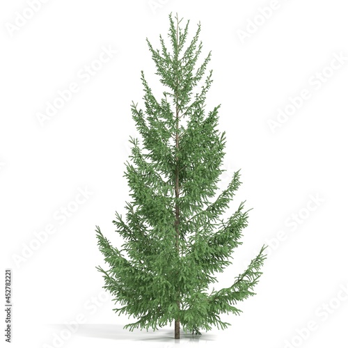 3d rendering - coniferous tree on white background © Andrus Ciprian