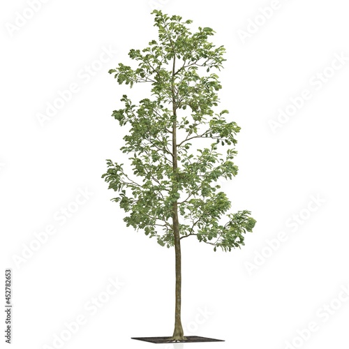 3d render of a tree on white background